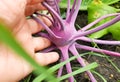 close-up of a woman& x27;s hand holding a purple kohlrabi growing in the soil in a vegetable garden, outdoors in summer Royalty Free Stock Photo