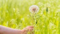 Close up of woman hand holds big white dandelion. Blooming blowball in green grass Royalty Free Stock Photo