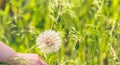 Close up of woman`s hand holds big white dandelion. Blooming blowball in green grass Royalty Free Stock Photo