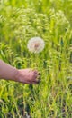 Close up of woman hand holds big white dandelion. Blooming blowball in green grass Royalty Free Stock Photo