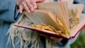 Close-up of a woman's hand leafing through the pages of a book. Autumn leaves are nested between the pages of the book Royalty Free Stock Photo
