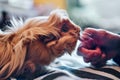 Close-up of a woman`s hand with a red and long-haired guinea pig on the bed at home Royalty Free Stock Photo