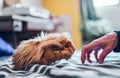 Close-up of a woman`s hand with a red and long-haired guinea pig on the bed at home Royalty Free Stock Photo