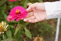 A woman`s hand touching a fresh and blooming pink flower Royalty Free Stock Photo