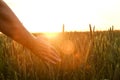 Close up of woman`s hand touching grain spica, green wheat ear on large cultivation field, soft orange sunset light, clear sky, h Royalty Free Stock Photo