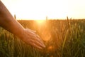 Close up of woman`s hand touching grain spica, green wheat ear on large cultivation field, soft orange sunset light, clear sky, h Royalty Free Stock Photo