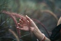 Close-up of a woman`s hand touching a misty grass flower Royalty Free Stock Photo