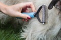 Pet Care: Woman Combing Dog with Furminator