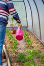 Close up of woman`s hand watering plants in greenhouse Royalty Free Stock Photo