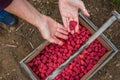 Close up of womanÃ¢â¬â¢s hands dropping fresh raspberries into a harvesting box and carrier, Pacific Northwest