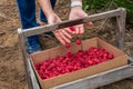 Close up of womanÃ¢â¬â¢s hands dropping fresh raspberries into a harvesting box and carrier, Pacific Northwest