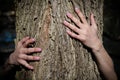 Close-up of Woman`s Hands embracing a Tree Trunk in the Forest. Tree hugging. Back to Nature concept. Touch and Love Royalty Free Stock Photo