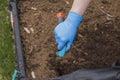 Close up of woman`s hands in gloves cultivate ground with garden scoop for planting vegetables on pallet collar raised bed garden. Royalty Free Stock Photo