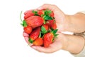 Close-up of woman`s hands holding fresh strawberries Royalty Free Stock Photo