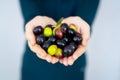 Close up of a woman`s hands holding a handful of olives Royalty Free Stock Photo