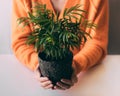 Close-up woman`s hands are holding a pot with green plant on white table on light background. Royalty Free Stock Photo