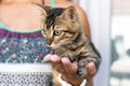 Close up of woman`s hands holding up a small striped kitten with green eyes