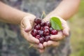 Close-up of a woman`s hands outdoors with a handful of ripe cherries