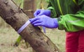 Scientist ecologist in the forest taking samples of plants Royalty Free Stock Photo