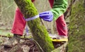 Scientist ecologist in the forest taking samples of plants Royalty Free Stock Photo