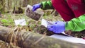 Scientist ecologist in the forest taking samples of plants Royalty Free Stock Photo