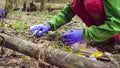 Scientist ecologist in the forest taking samples of plants Royalty Free Stock Photo