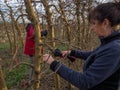 Close-up of a woman's hands pruning with electric shears and an older farmer with safety glasses pruning a tree Royalty Free Stock Photo