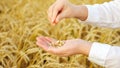 Close-up of woman`s hands sorting through wheat with husks in a field Royalty Free Stock Photo
