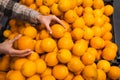 Close up of woman`s hands taking oranges from supermarket counter. Shopper chooses oranges at the grocery store. Royalty Free Stock Photo