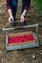 Close up of womanÃ¢â¬â¢s hands taking a picture with a smart phone of fresh raspberries in a harvesting box and carrier, Pacific Nort