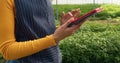 Close up of woman's hands using digital tablet on farm, greenhouse tunnels Royalty Free Stock Photo