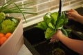 Close-up of woman& x27;s hands washing fresh organic spinach leaves under flowing water in the kitchen sink. Healthy Royalty Free Stock Photo