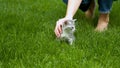 Woman stroking kitten in garden