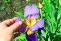 Close-up - woman touched her hand with a petal of purple iris growing in the garden Royalty Free Stock Photo