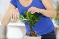 close up woman trimming bonsai tree Royalty Free Stock Photo