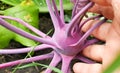 close-up of a woman& x27;s hand holding a purple kohlrabi growing in the soil in a vegetable garden, outdoors in summer Royalty Free Stock Photo