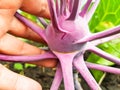 close-up of a woman& x27;s hand holding a purple kohlrabi growing in the soil in a vegetable garden, outdoors in summer Royalty Free Stock Photo