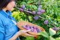 Close-up of woman& x27;s hand picking ripe plums from tree in basket Royalty Free Stock Photo
