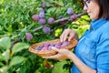 Close-up of woman& x27;s hand picking ripe plums from tree in basket Royalty Free Stock Photo