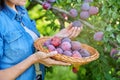 Close-up of woman& x27;s hand picking ripe plums from tree in basket Royalty Free Stock Photo