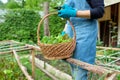 Close up of woman's hands with basket harvest of lettuce leaves herb arugula dill parsley Royalty Free Stock Photo