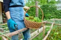 Close up of woman& x27;s hands with basket harvest of lettuce leaves herb arugula dill parsley Royalty Free Stock Photo