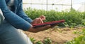 Close up of woman& x27;s hands using digital tablet on farm, greenhouse tunnels Royalty Free Stock Photo