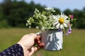 Close up of womans hand holding metal mug wild flowers bouquet. Outdoor relax time. White enamel cup with daisies, cow Royalty Free Stock Photo