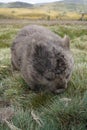 Close up of a wombat in Cradle Mountain Lake St Clair National Park in Tasmania, Australia Royalty Free Stock Photo