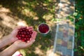 Close-up of women& x27;s hands holding a handful of freshly picked cherries in an organic garden in early summer sunny