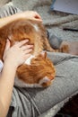 Close-up of women`s hands stroking a red domestic cat. Home care for your favorite animal Royalty Free Stock Photo