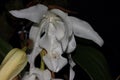 Close up of a wonderful big orchid flower Royalty Free Stock Photo