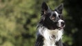 Close-up of a wonderful border collie