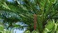 Close-up of wonderful leaves of Wollemi Pine - Ancient Wollemia nobilis tree in Aivazovsky park or Paradise park in Pertenit, Crim